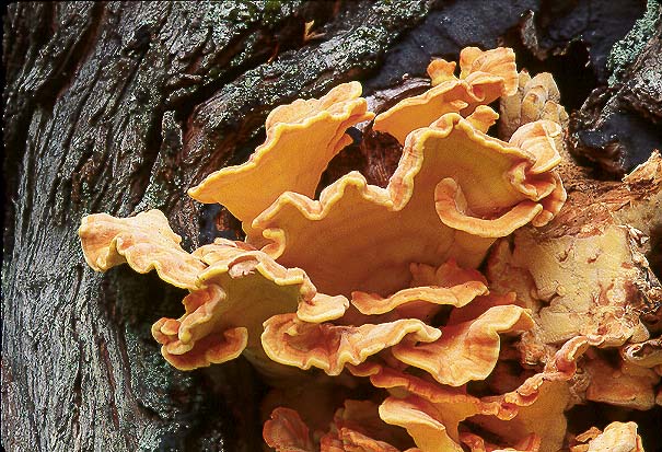 Laetiporus conifericola